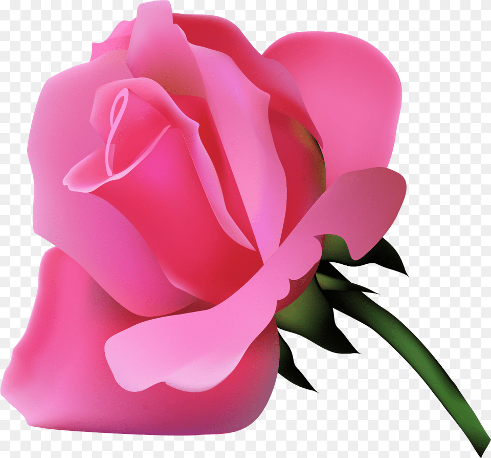 Garden Roses, Flower, Plant, Rose, Petal Free Transparent Png