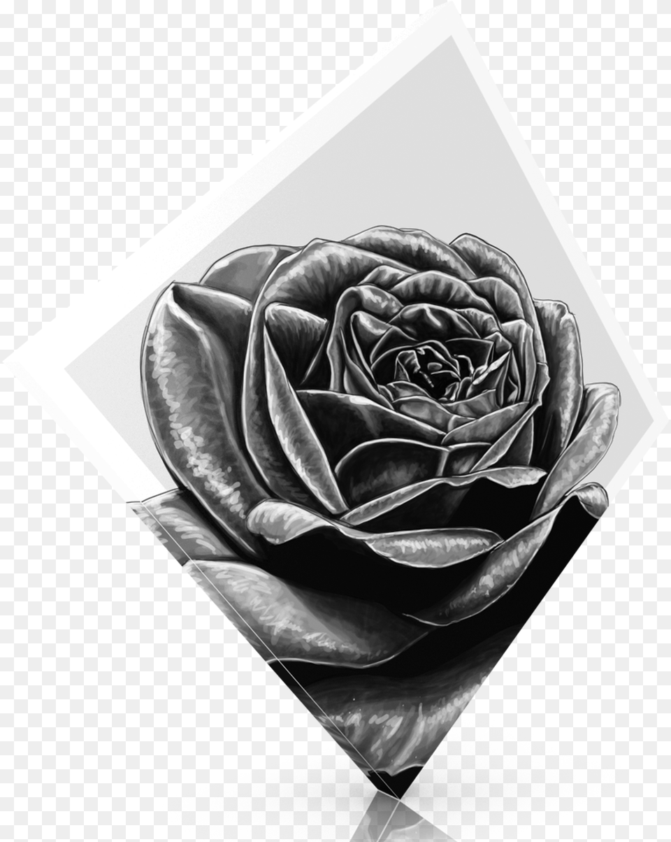 Garden Roses, Flower, Plant, Rose, Art Png