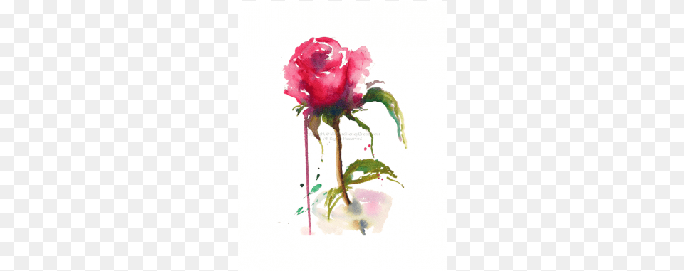Garden Roses, Flower, Plant, Rose, Art Free Transparent Png