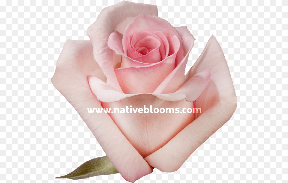 Garden Roses, Flower, Petal, Plant, Rose Png Image