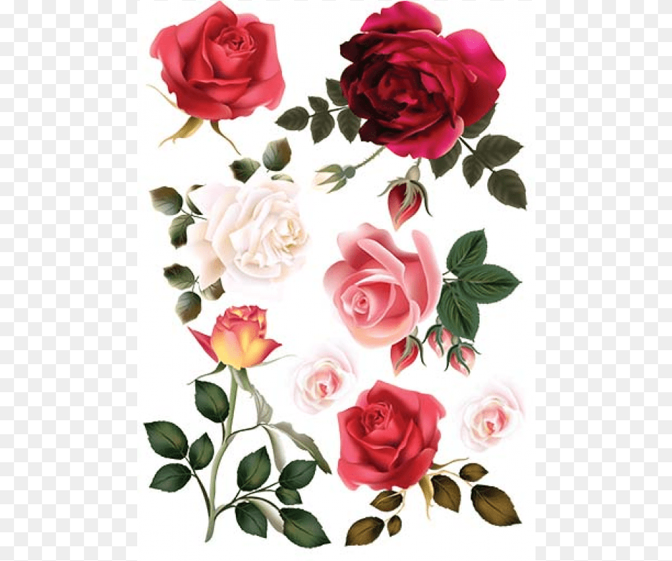 Garden Roses, Flower, Plant, Rose, Pattern Free Transparent Png