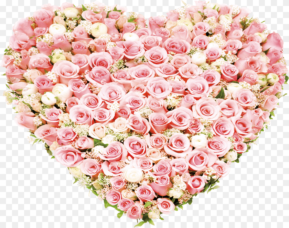 Garden Roses Beach Rose Flowers Heartshaped Love Romantic Pink Flowers Free Transparent Png