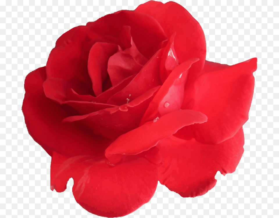 Garden Roses Cabbage Rose Floribunda China Rose Petal, Flower, Plant Free Png Download