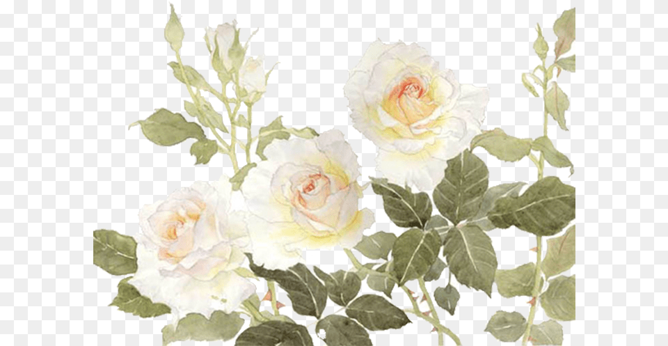 Garden Roses Centifolia Flower White White Flowers White Watercolor Flower Clipart, Plant, Rose, Flower Arrangement, Petal Png