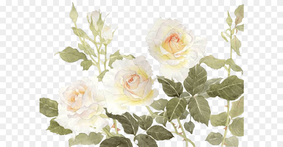 Garden Roses Centifolia Roses Flower White White Flower Watercolor, Plant, Rose, Art, Floral Design Free Transparent Png