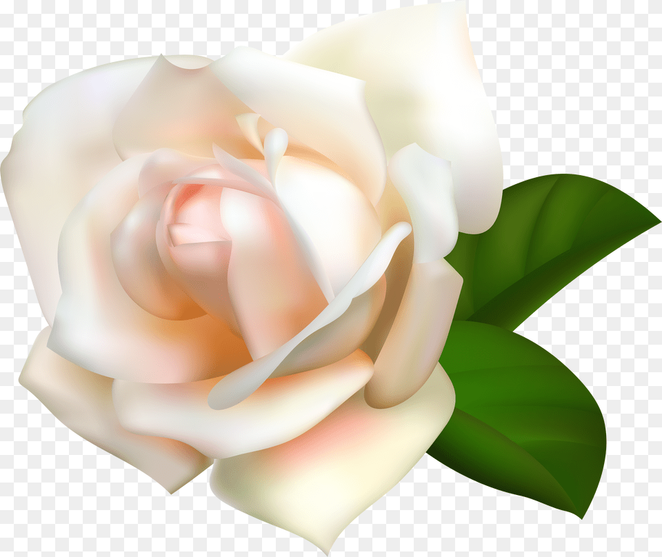 Garden Roses Centifolia Roses Pink Clip Art White Roses With Transparent Background Free Png Download
