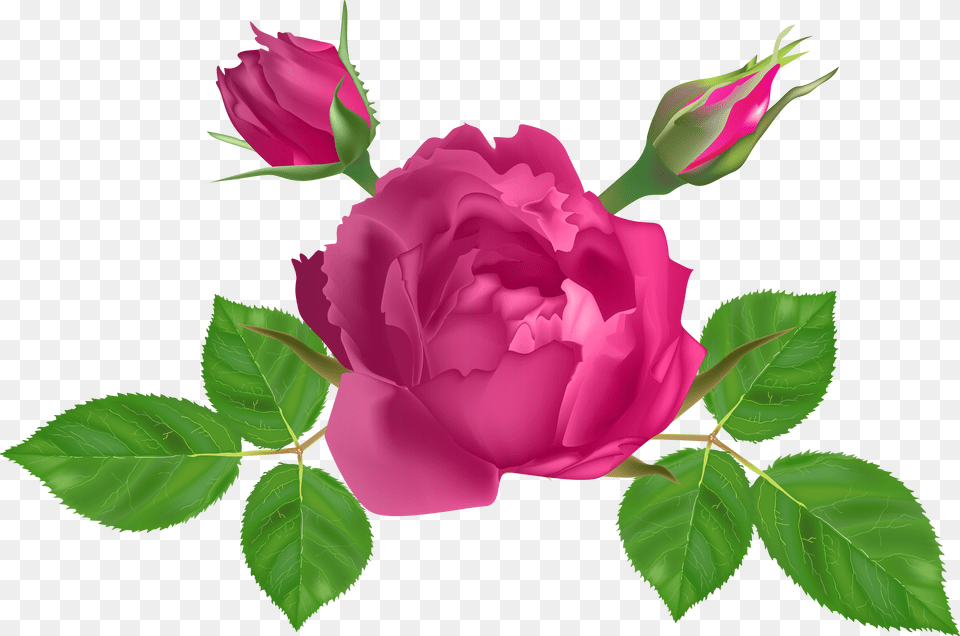 Garden Roses Clipart Rosa Rosadas Horizontales Free Png Download