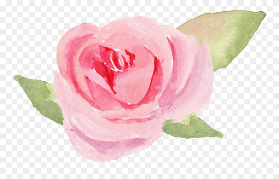 Garden Roses Download Garden Roses, Flower, Plant, Rose, Petal Free Png