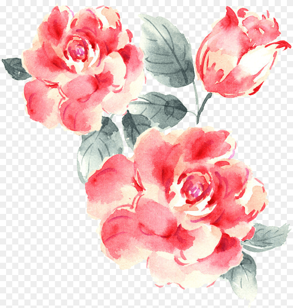 Garden Roses Drawing Rose Drawing Pink, Flower, Plant, Petal, Carnation Free Png Download