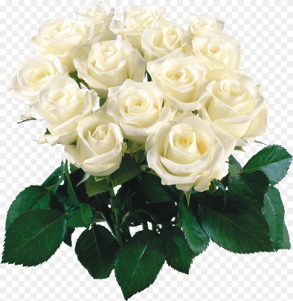 Garden Roses Flower Bouquet Clip Art White Flower Bokeh, Flower Arrangement, Flower Bouquet, Plant, Rose Png Image
