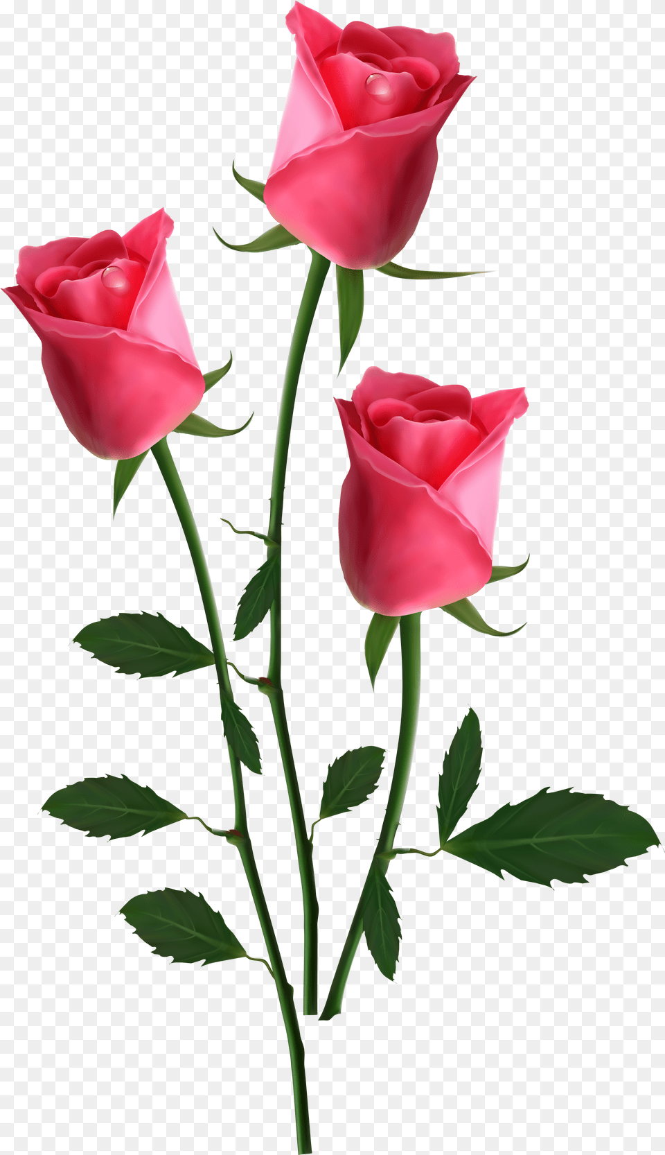 Garden Roses Flower Clip Art New Happy Valentines Day, Plant, Rose Png Image
