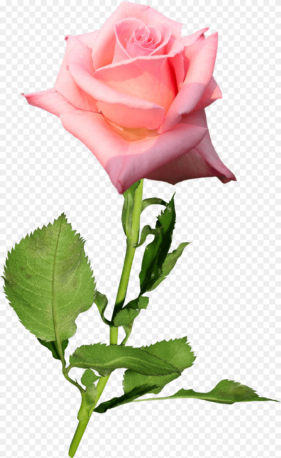 Garden Roses Flower Hybrid Tea Rose Bud Hybrid Tea Rose Bud, Plant Free Transparent Png