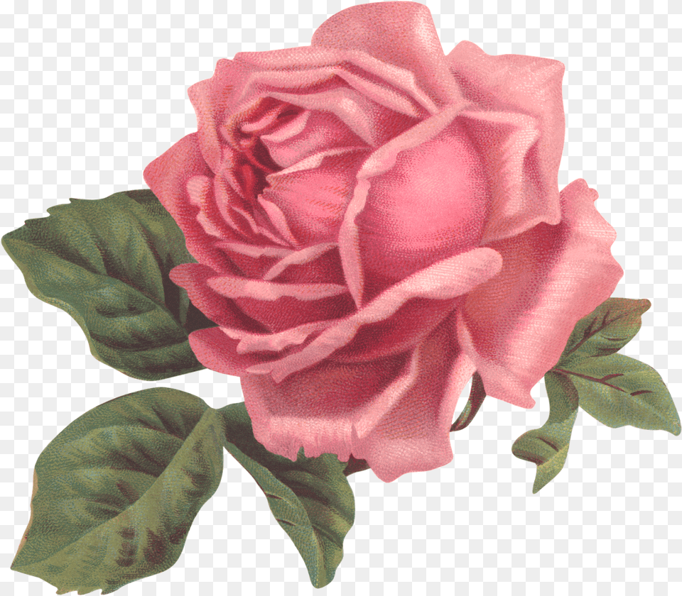 Garden Roses Flower Pink Floral Design Pink Rose, Plant Free Png