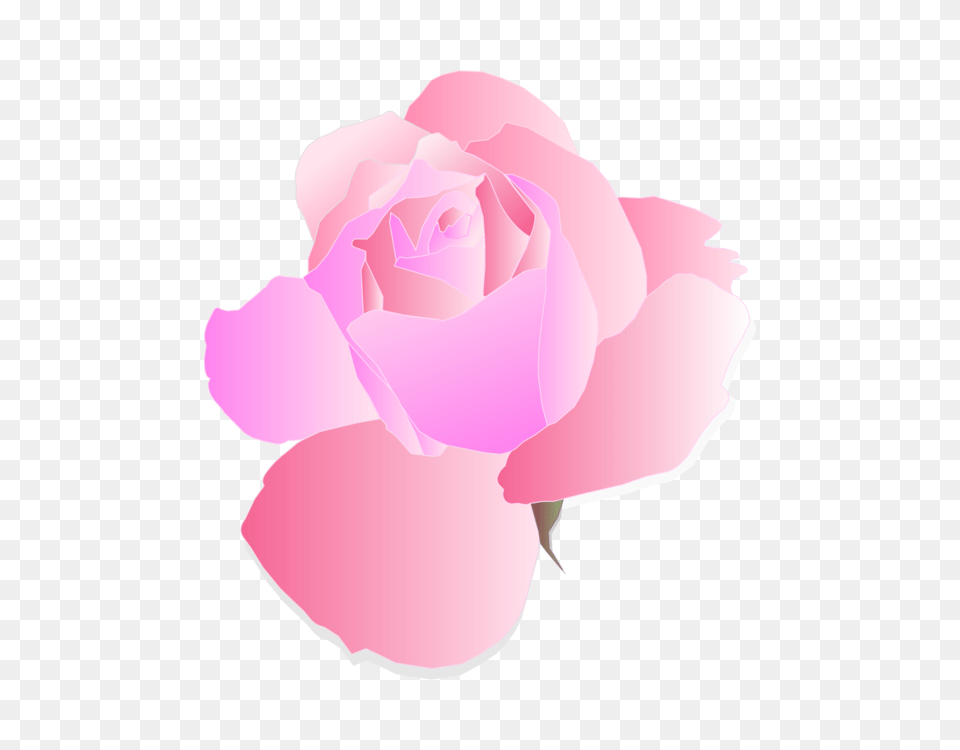 Garden Roses Pink Flower Cabbage Rose, Petal, Plant Png