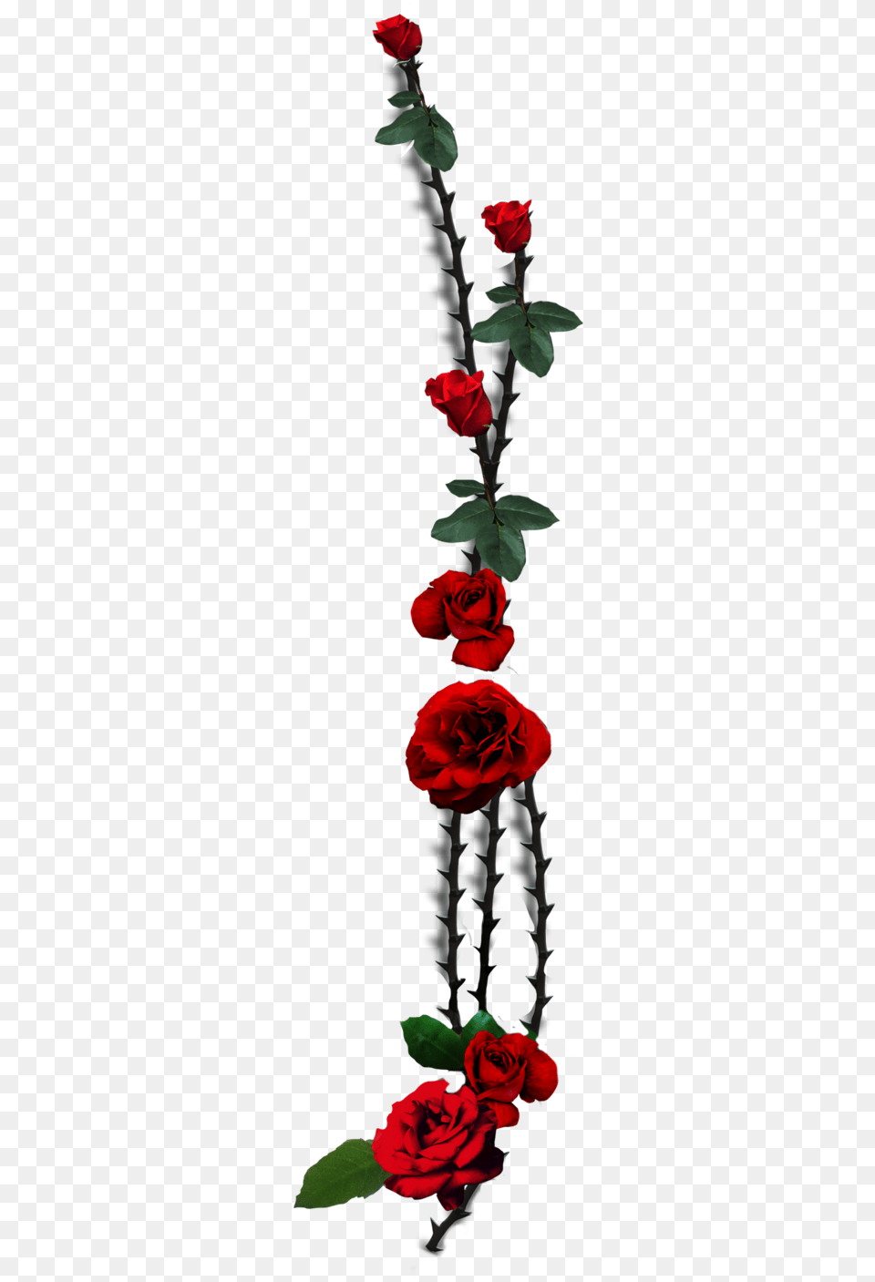 Garden Roses Thorns Spines And Prickles Plant Stem Transparent Rose Thorn, Flower, Flower Arrangement, Petal, Flower Bouquet Free Png Download