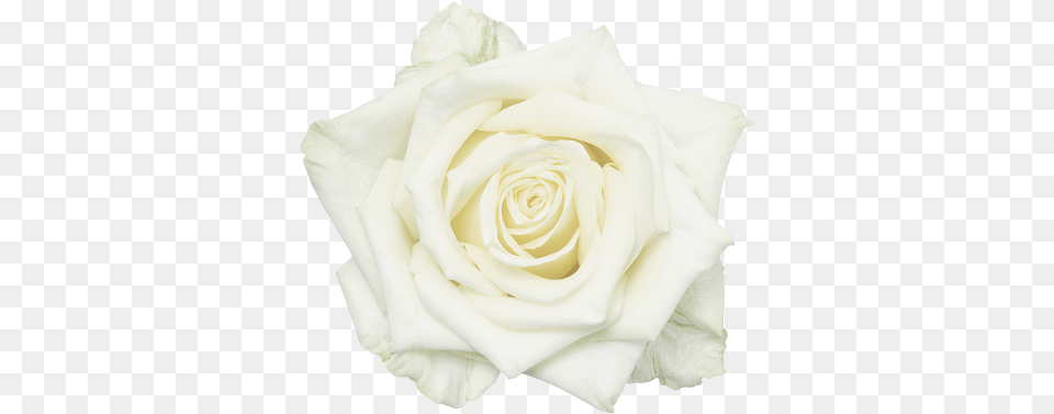 Garden Roses White Flower White Roses Download 600 Garden Roses, Plant, Rose, Petal Png