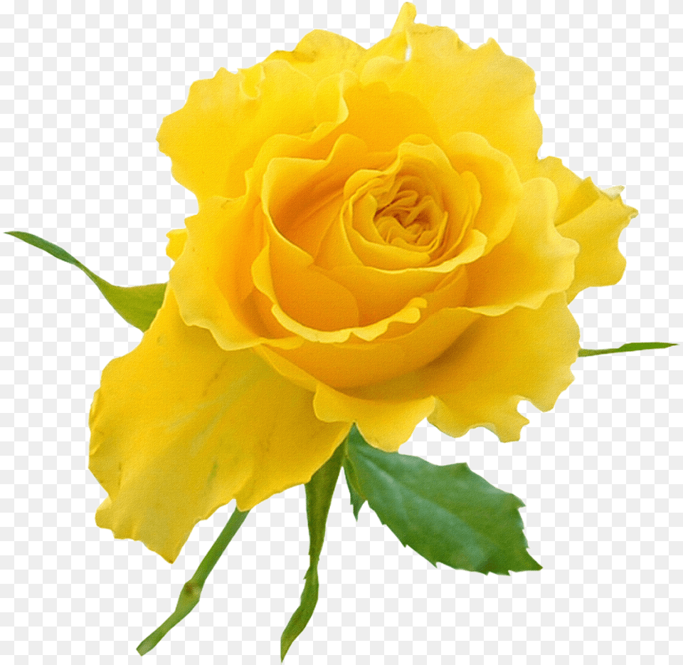 Garden Roses Yellow Flower Clip Art Yellow Rose On Transparent Background, Plant, Petal Free Png Download