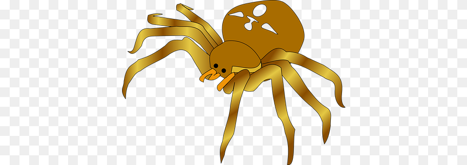 Garden Spider Animal, Invertebrate, Baby, Person Free Png
