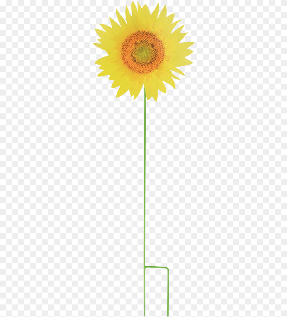 Garden Stick Flower Ass Sunflower, Plant Png