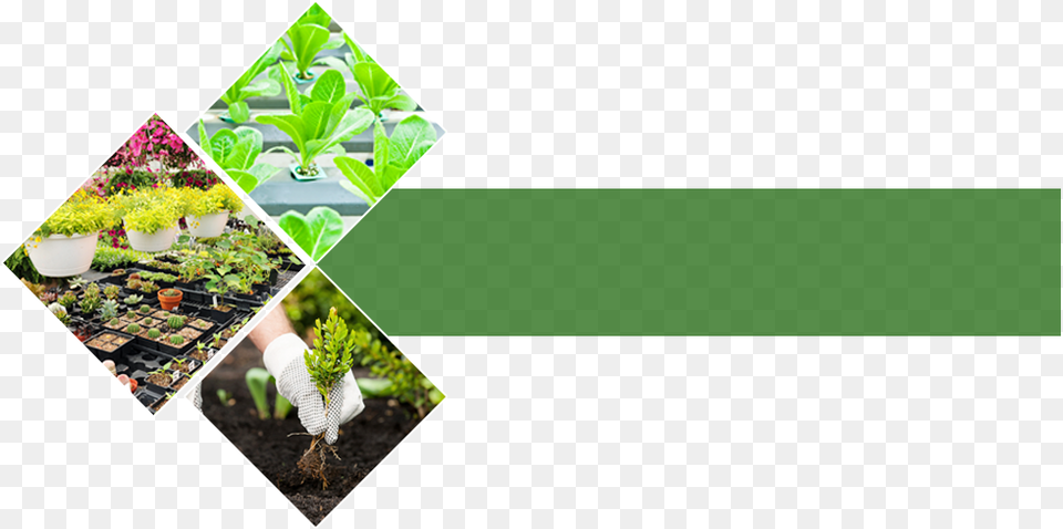 Garden Therequots A Fantastic Choice Of Plants In Our Nursery Garden, Potted Plant, Plant, Outdoors, Nature Free Transparent Png