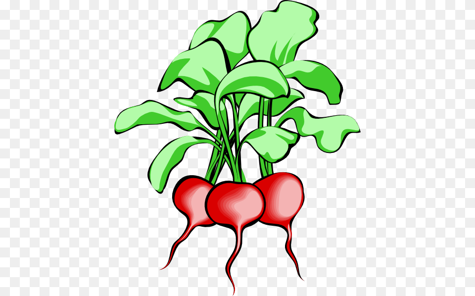 Garden Vegetable Cliparts, Food, Plant, Produce, Radish Free Png