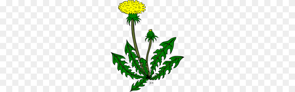 Garden Weed Clip Art, Flower, Plant, Dandelion Free Png