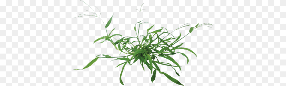 Garden Weed Transparent Clipart Crabgrass, Grass, Plant Free Png Download