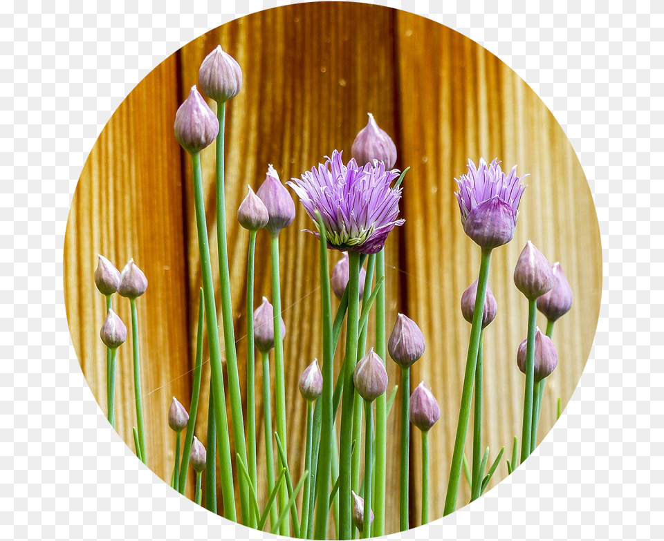 Gardencompanion Herb Gardens Design Ideas, Flower, Plant, Allium Free Png Download