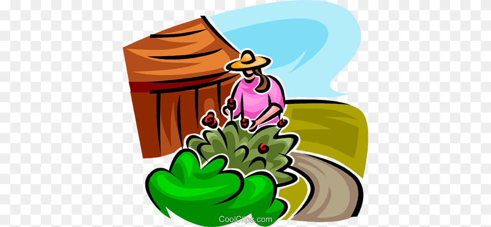 Gardener Looking After A Shrub Royalty Vector Clip Art, Outdoors, Gardening, Garden, Nature Free Png Download