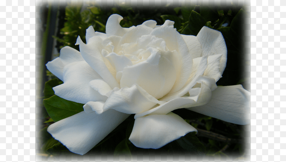 Gardenia August Beauty Gardenia, Flower, Plant, Rose, Petal Free Png Download