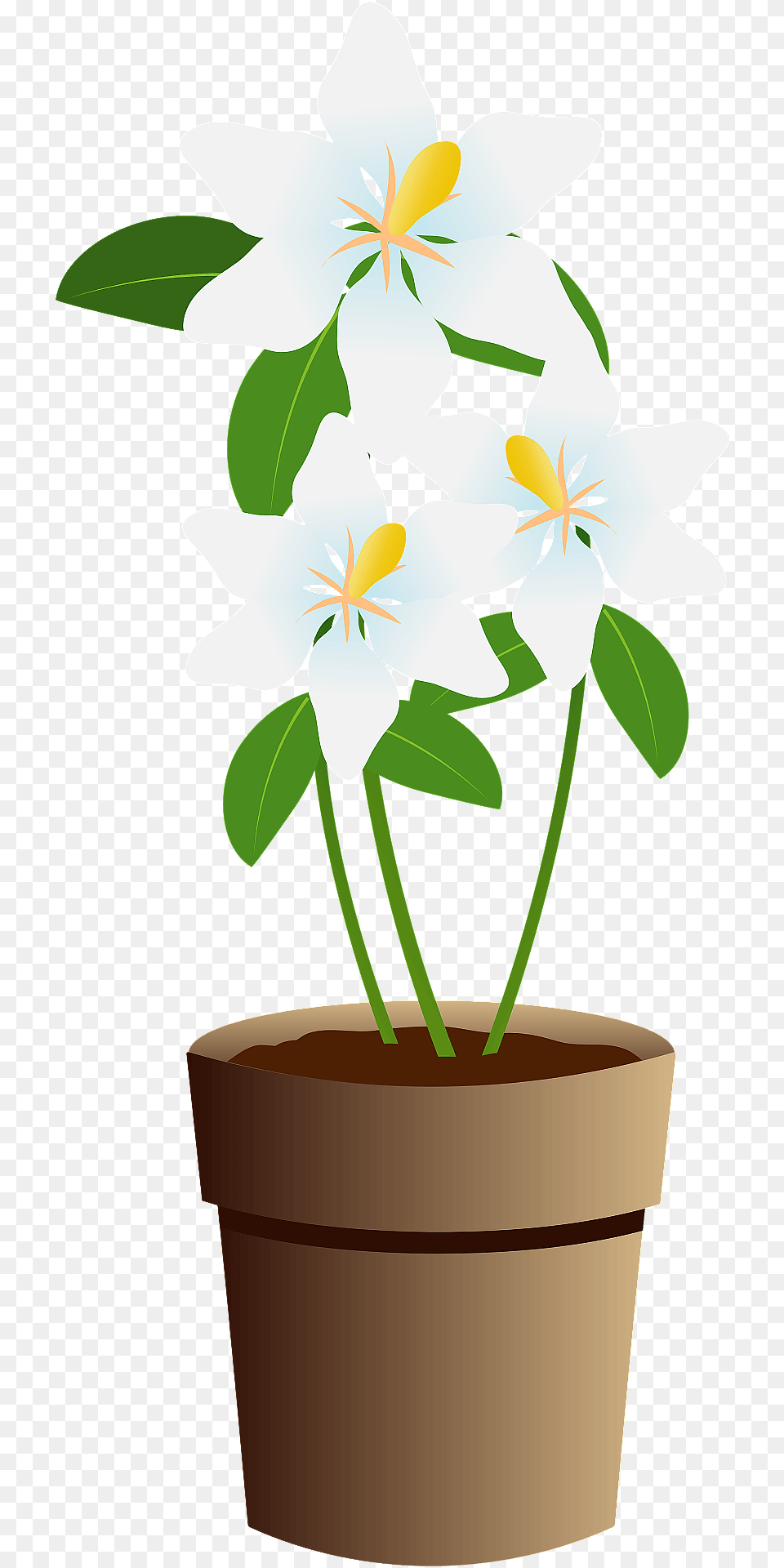 Gardenia Cape Jasmine In A Brown Pot Clipart, Flower, Leaf, Plant, Potted Plant Png