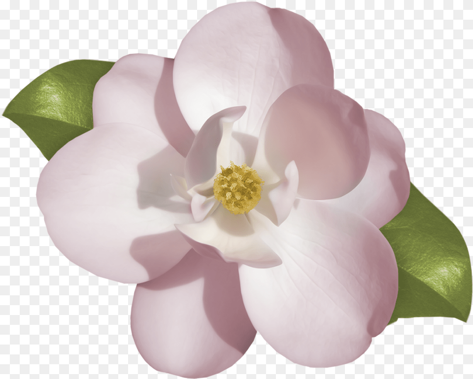 Gardenia Clipart Download Jasmine Flower Drawing, Anemone, Petal, Plant, Pollen Png Image
