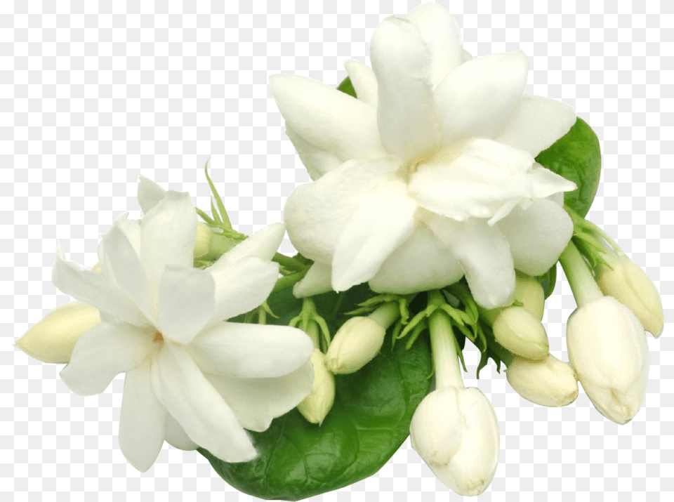 Gardenia Flowerspngbackground, Flower, Plant, Rose Free Png Download