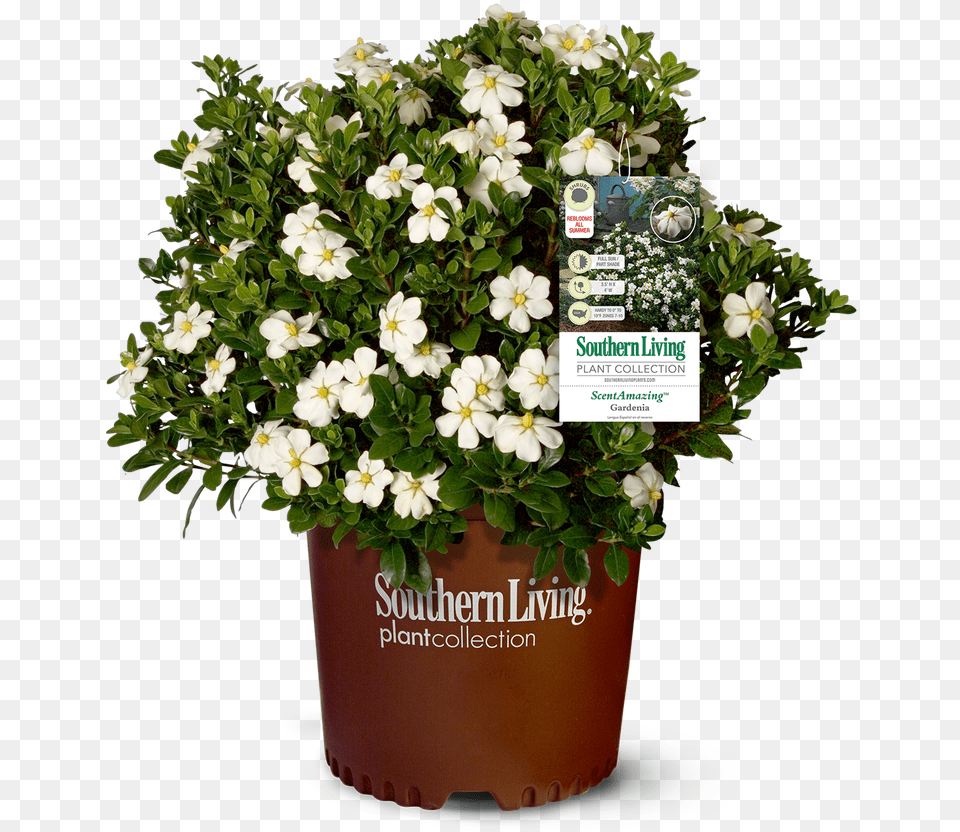 Gardenia Scentamazing Plants, Flower, Flower Arrangement, Plant, Potted Plant Png
