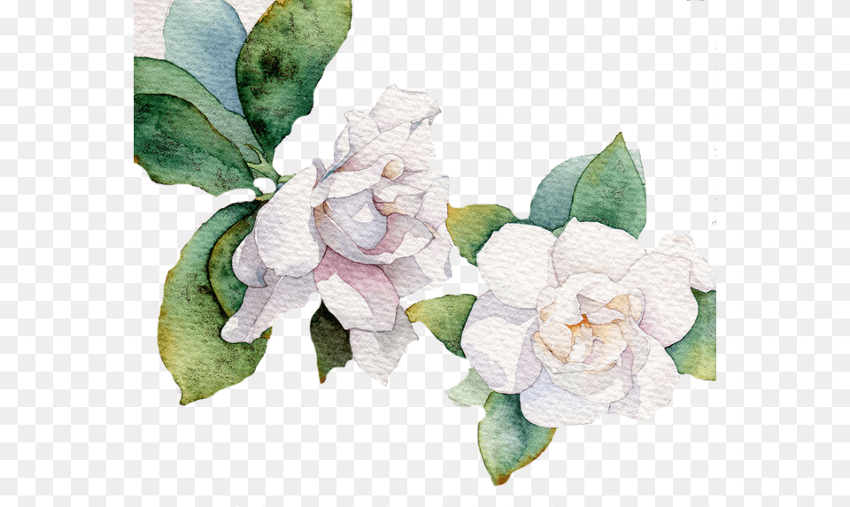 Gardenia Vector Flower White Watercolor Flower Vector, Pattern, Plant, Art, Floral Design Png