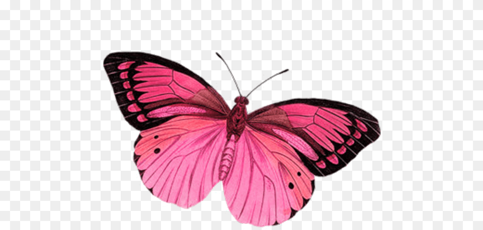 Gardening Butterfly Moths And Butterflies Pink Clipart Girly, Animal, Insect, Invertebrate Free Transparent Png