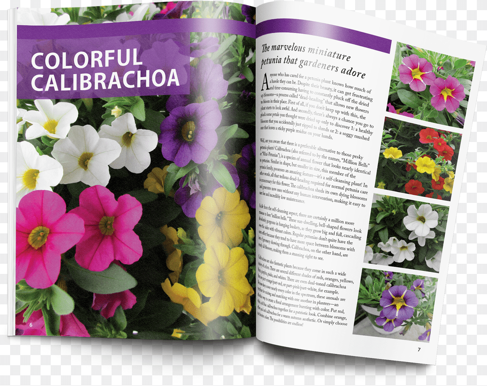 Gardening Guide Petunia, Advertisement, Petal, Poster, Plant Free Png