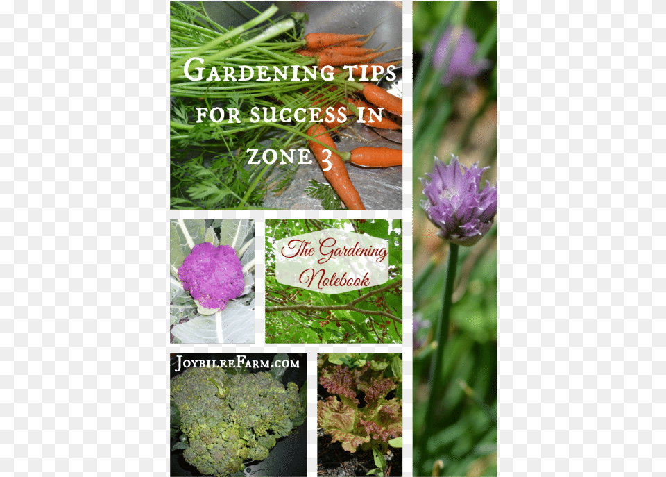 Gardening Tips For Success In Zone Camas, Food, Produce Free Png