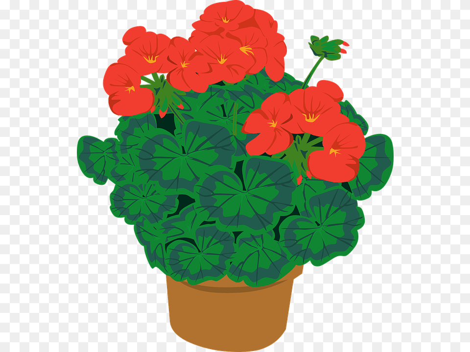 Gardening Tips Gotta Garden, Flower, Geranium, Plant Png