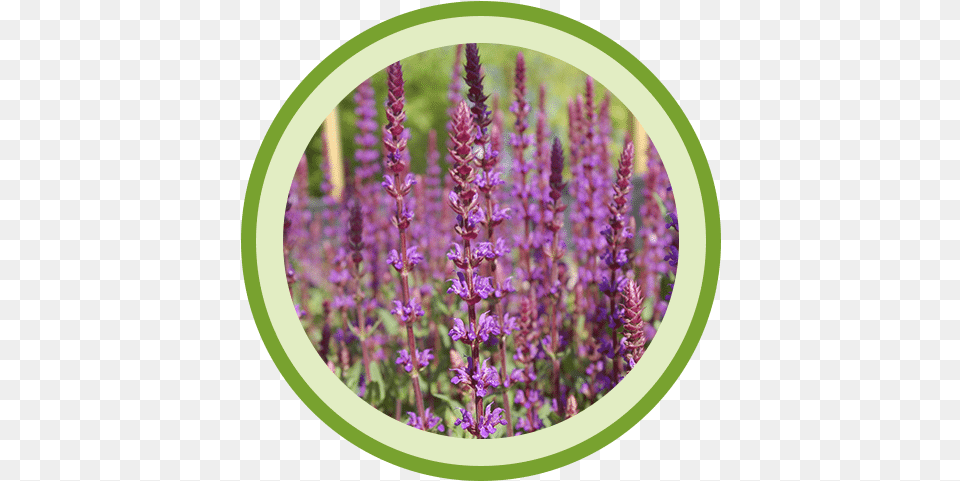Gardens, Flower, Lupin, Plant, Purple Free Png