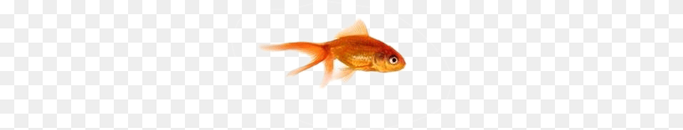Garibaldi Fish, Animal, Sea Life, Goldfish, Shark Png Image