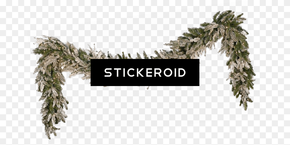 Garland Christmas Snow Shortleaf Black Spruce, Plant, Tree, Grass, Outdoors Free Png Download