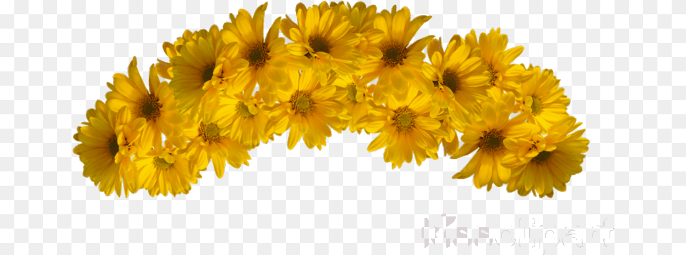 Garland Yellow Cliparts Transparent Yellow Flowers Crown, Daisy, Flower, Petal, Plant Png