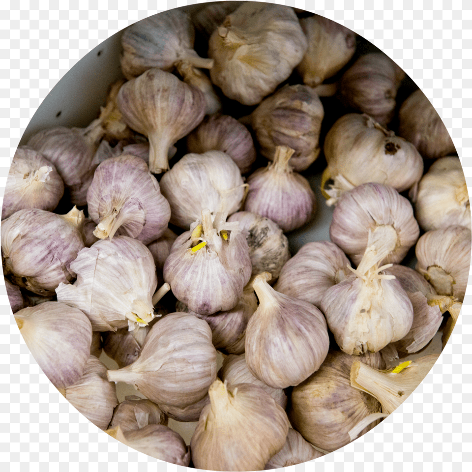 Garlic, Food, Produce, Plant, Vegetable Free Png