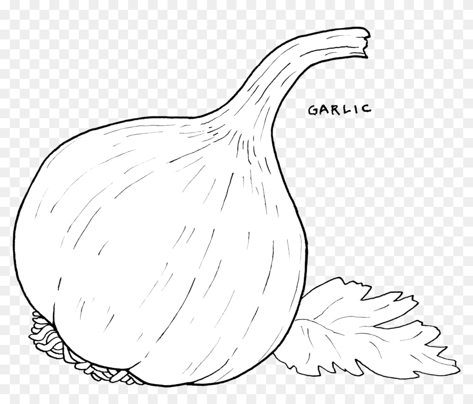 Garlic, Food, Produce, Animal, Bird Png Image