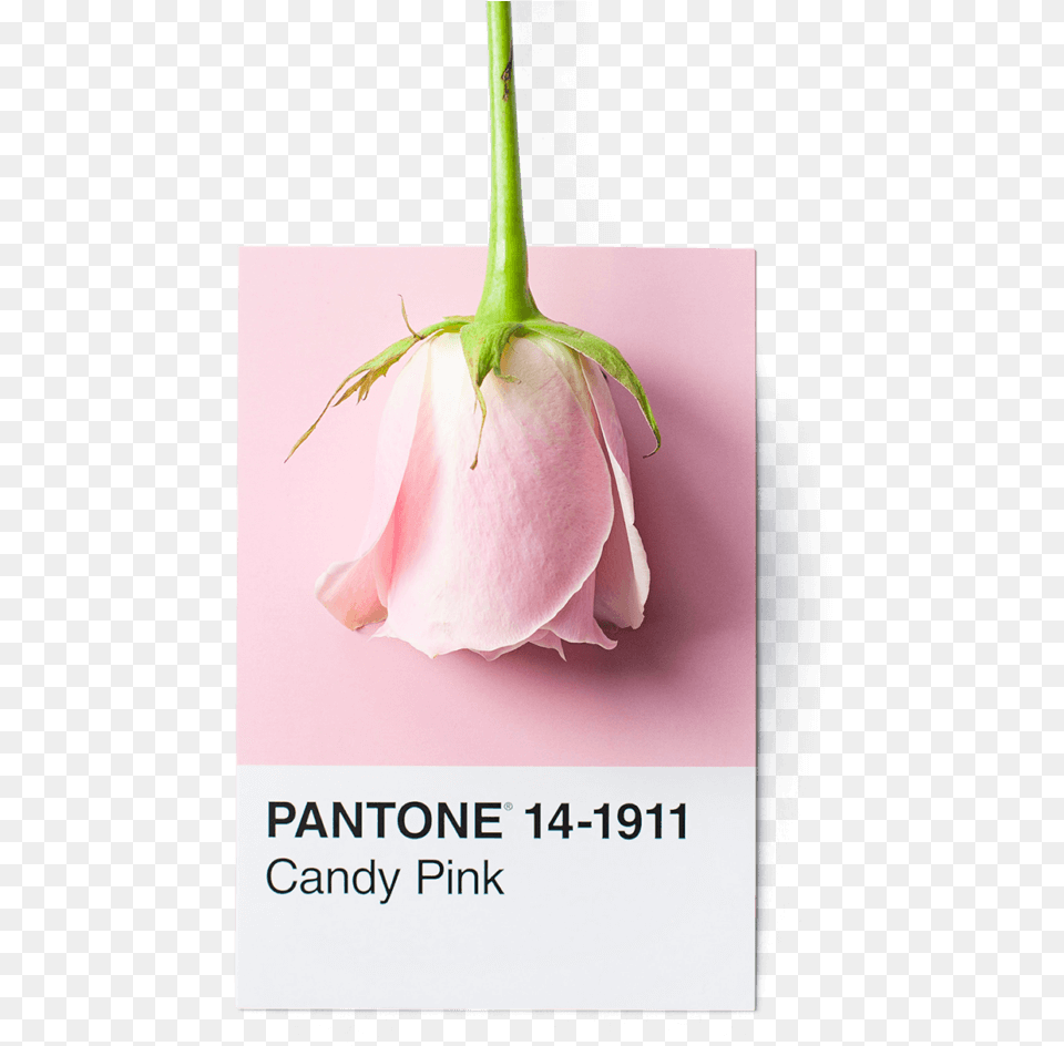 Garlic, Flower, Petal, Plant, Rose Free Transparent Png