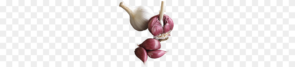 Garlic, Food, Produce, Plant, Vegetable Free Png