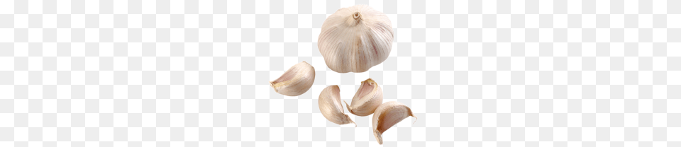 Garlic, Food, Produce, Plant, Vegetable Png