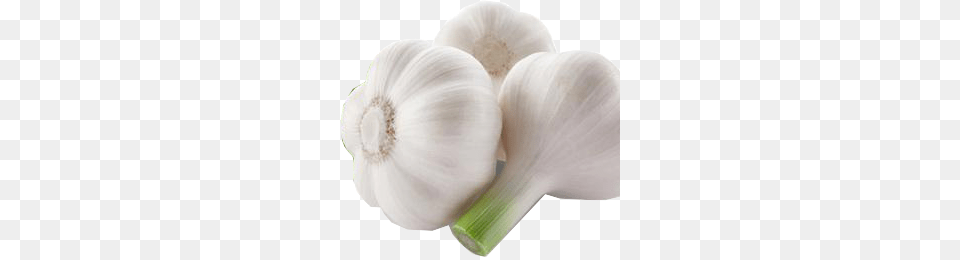 Garlic, Food, Produce, Plant, Vegetable Png Image