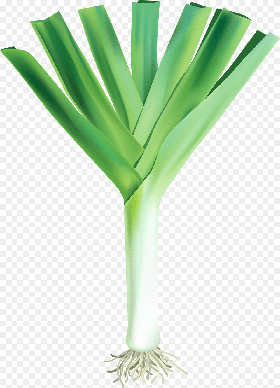 Garlic Png Image